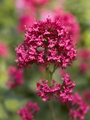 Centranthus ruber-1 Ostrogowiec czerwony